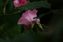 梅雨入りの朝Ⅴ