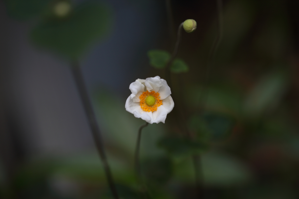 綺麗に咲いてくれました