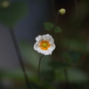 綺麗に咲いてくれました