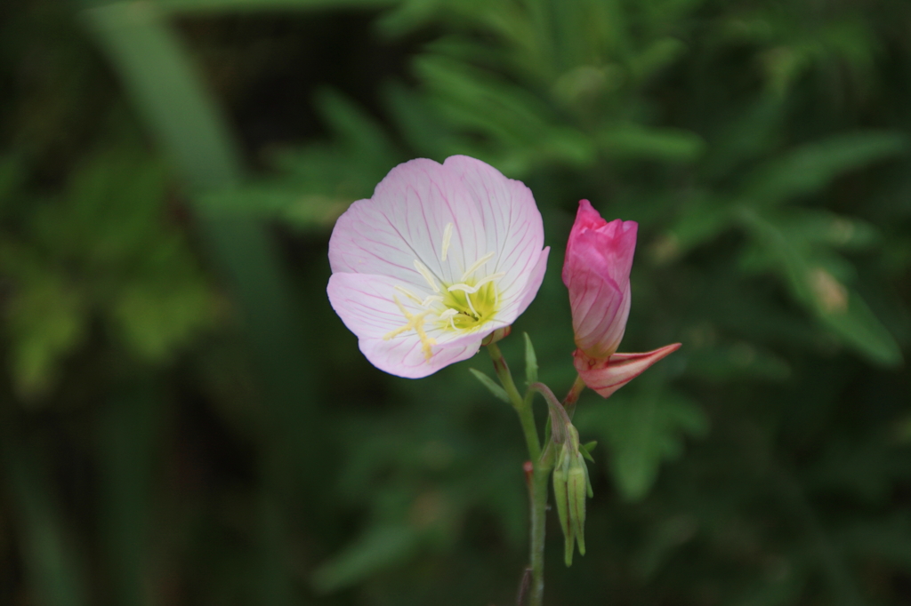 可憐な私・・・