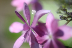 紫陽花Ⅳ