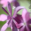 紫陽花Ⅳ