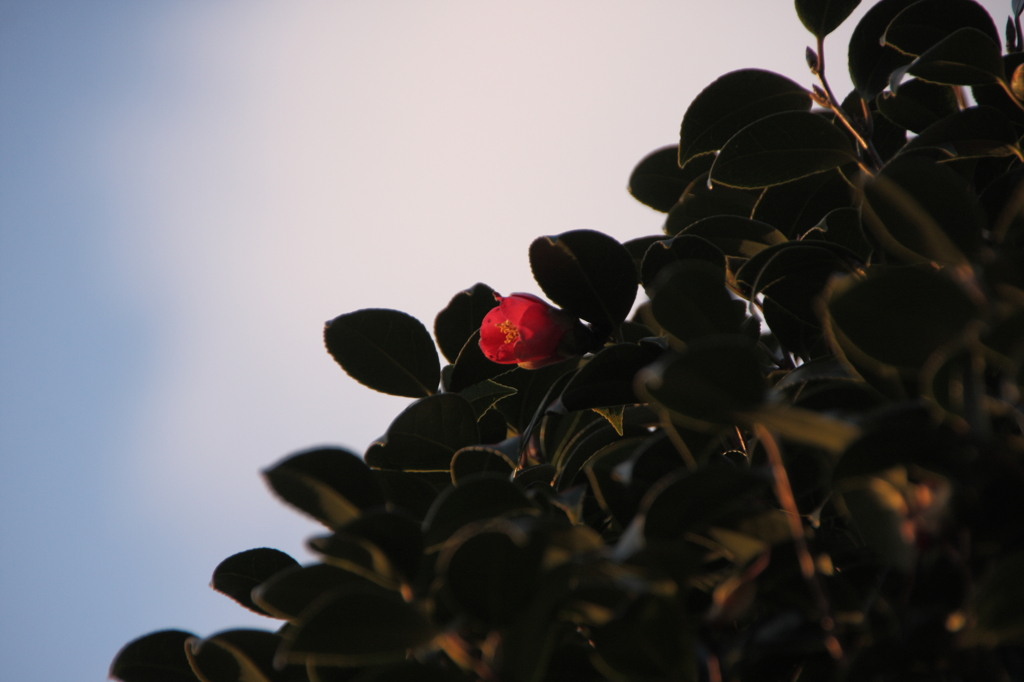 紅一点