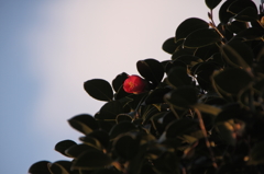 紅一点