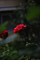 梅雨入りの庭先Ⅴ