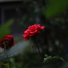 梅雨入りの庭先Ⅴ