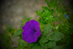 オールドレンズで庭の春　ⅲ