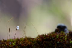 苔の花Ⅱ
