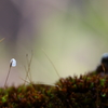 苔の花Ⅱ