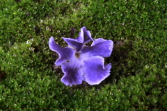 苔の絨毯で・・・