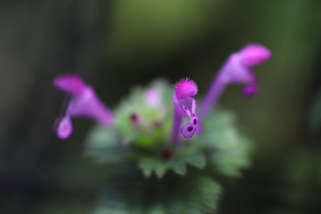 ちっちゃな野の花　ⅱ