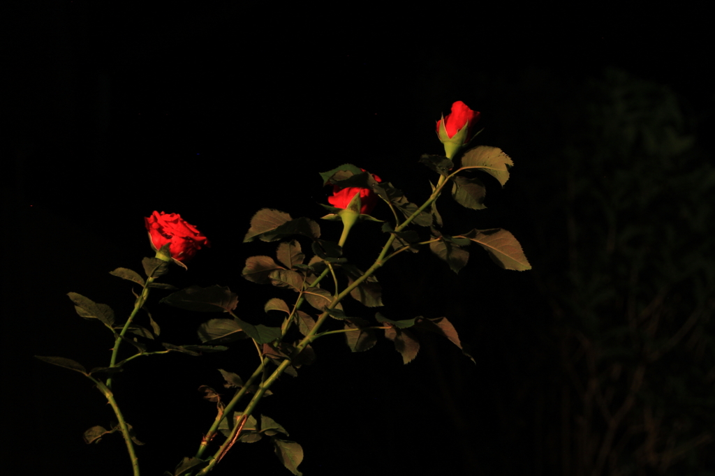 星空は見えないがⅡ