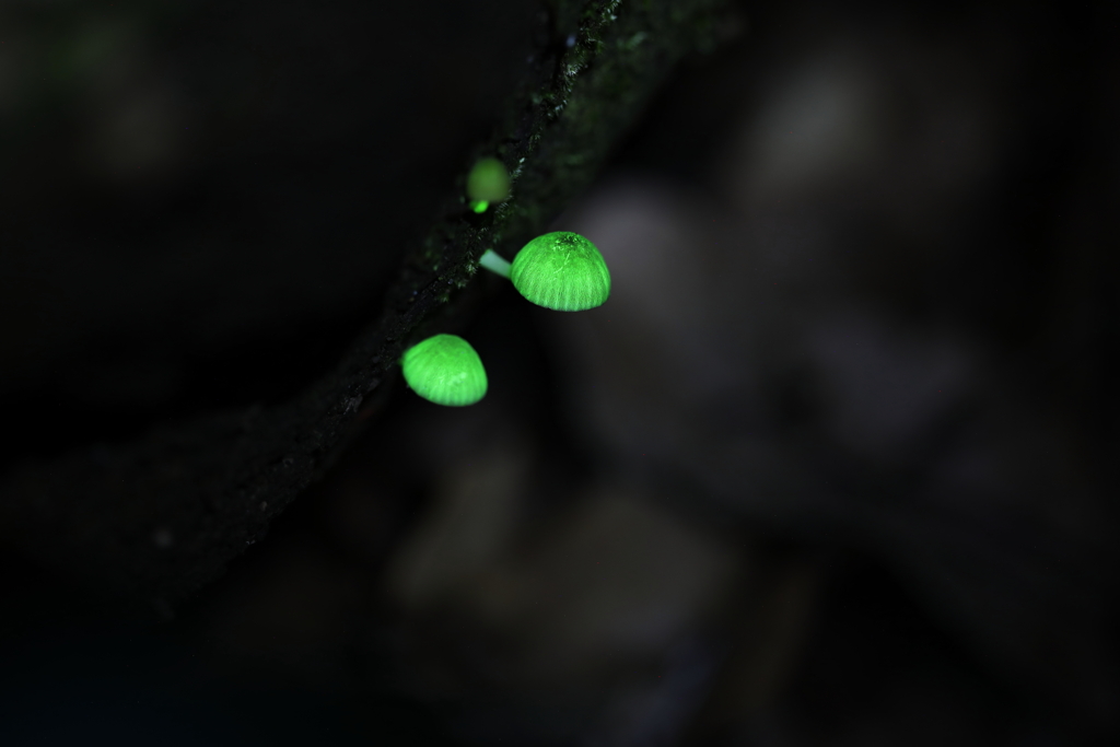 雨で復活光るキノコ