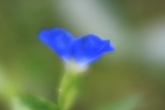 ソフトなレンズで　Ⅴ
