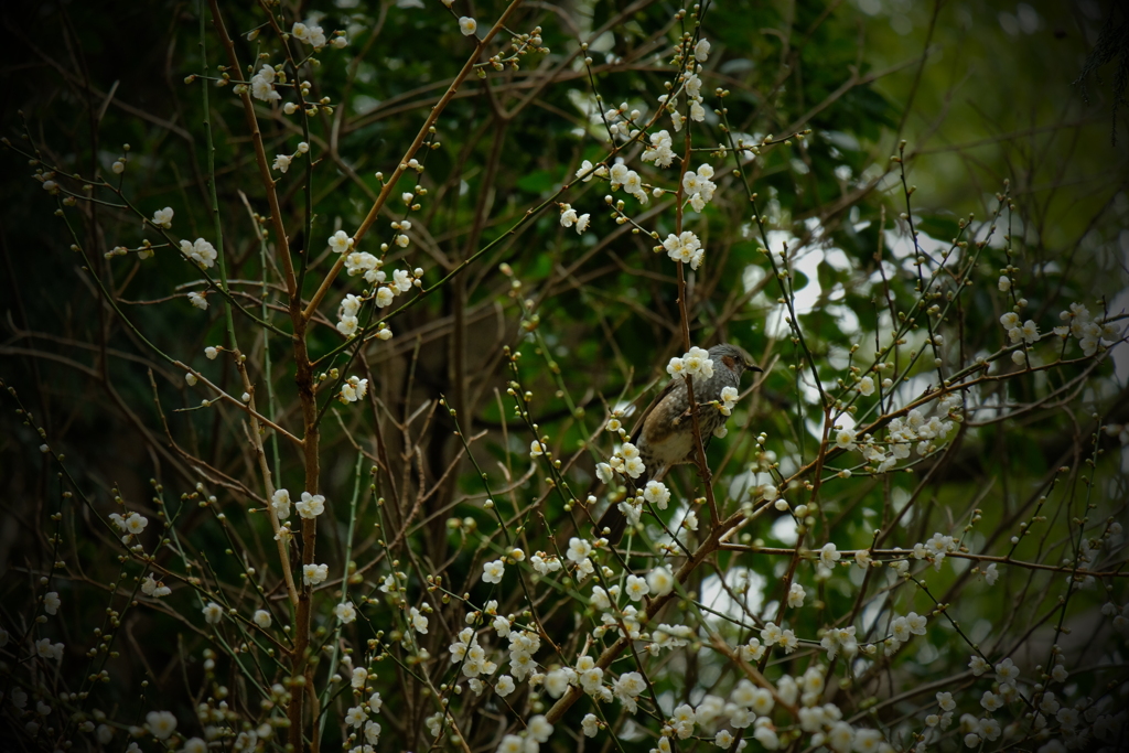 徒然なるままに　壱