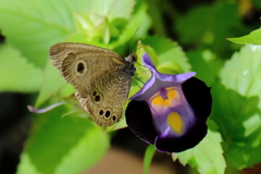 庭先で　ⅱ