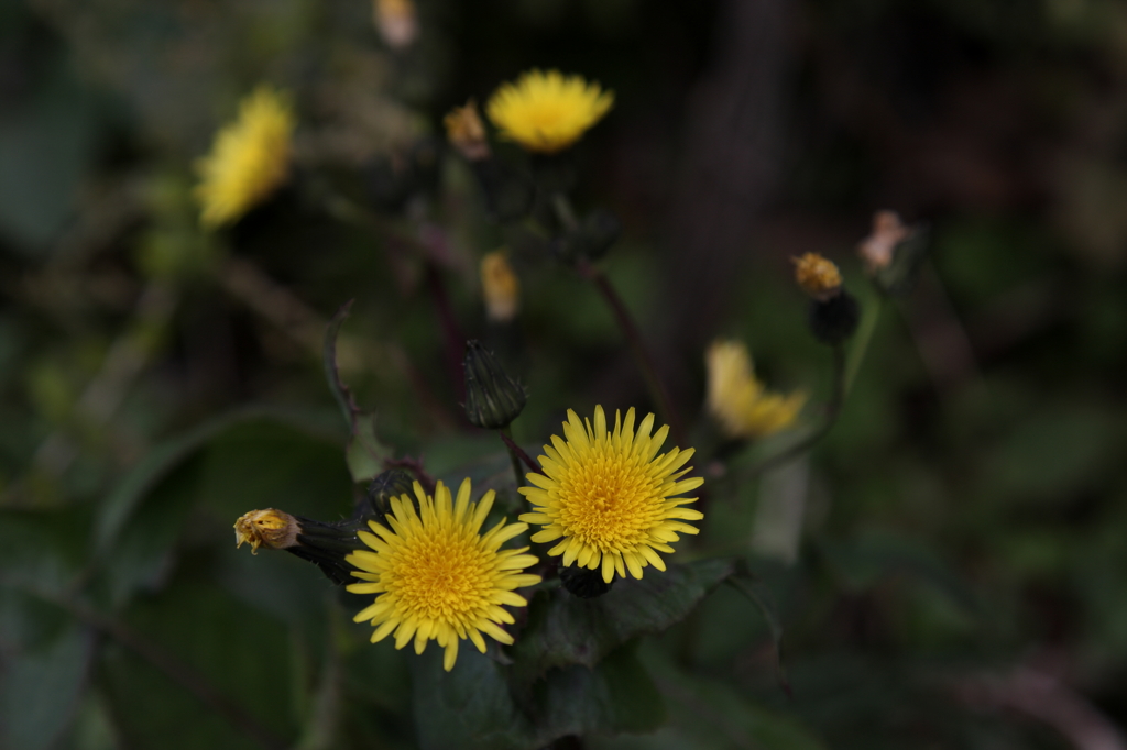 タンポポの仲間？