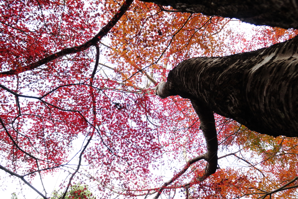 紅葉みっけⅡ