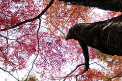 紅葉みっけⅡ