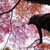 紅葉みっけⅡ