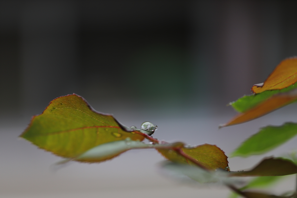雫のピアス