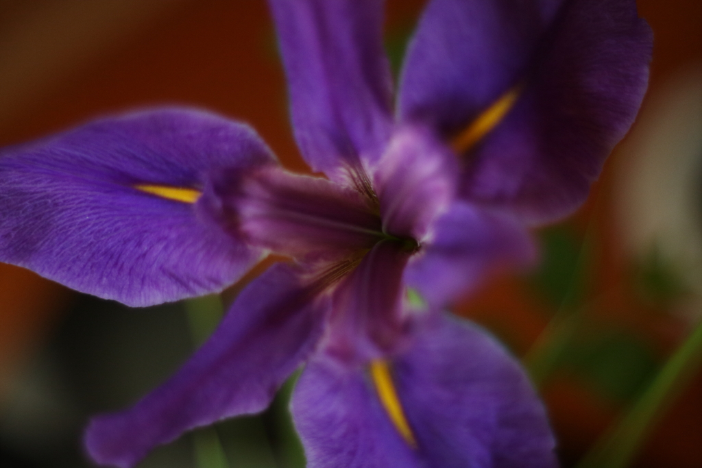 オールドレンズで花菖蒲（？）　参