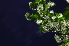 風雨の後の夜桜Ⅳ