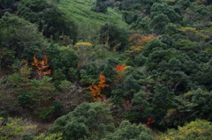 質素な紅葉Ⅲ