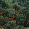質素な紅葉Ⅲ