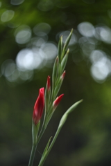近所に咲く花