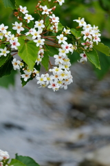 油桐の花　壱