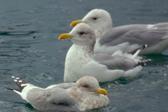 海鳥との戯れ　ⅳ