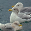 海鳥との戯れ　ⅳ