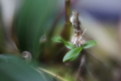 ソフトなレンズで　Ⅴ