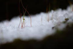 雪に萌える