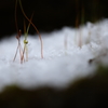雪に萌える