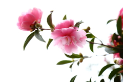 山茶花のバス停Ⅶ