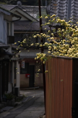 モッコウバラの咲く路地