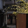 モッコウバラの咲く路地