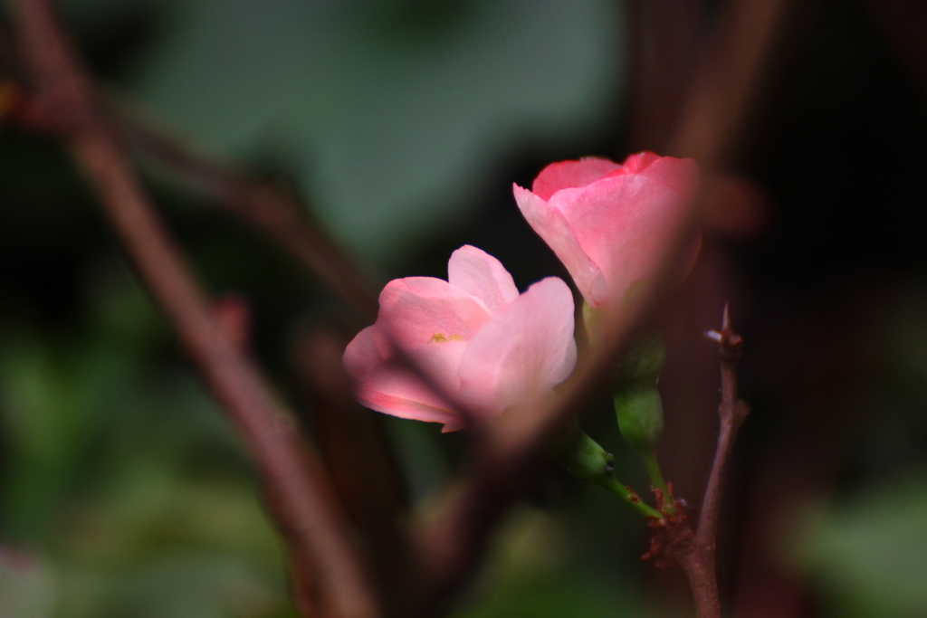 木瓜Ⅲ