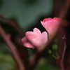 木瓜Ⅲ