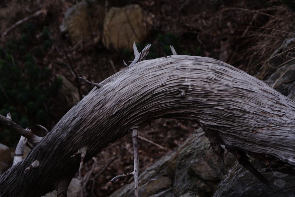 竜木（流木）Ⅴ