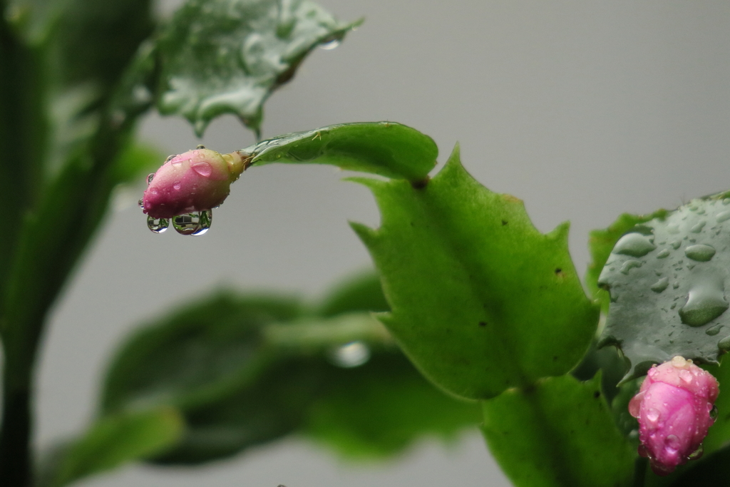 今日は雨Ⅱ