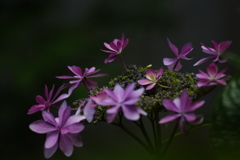 紫陽花Ⅵ