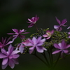 紫陽花Ⅵ