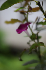 今朝の一輪