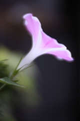 朝顔Ⅲ