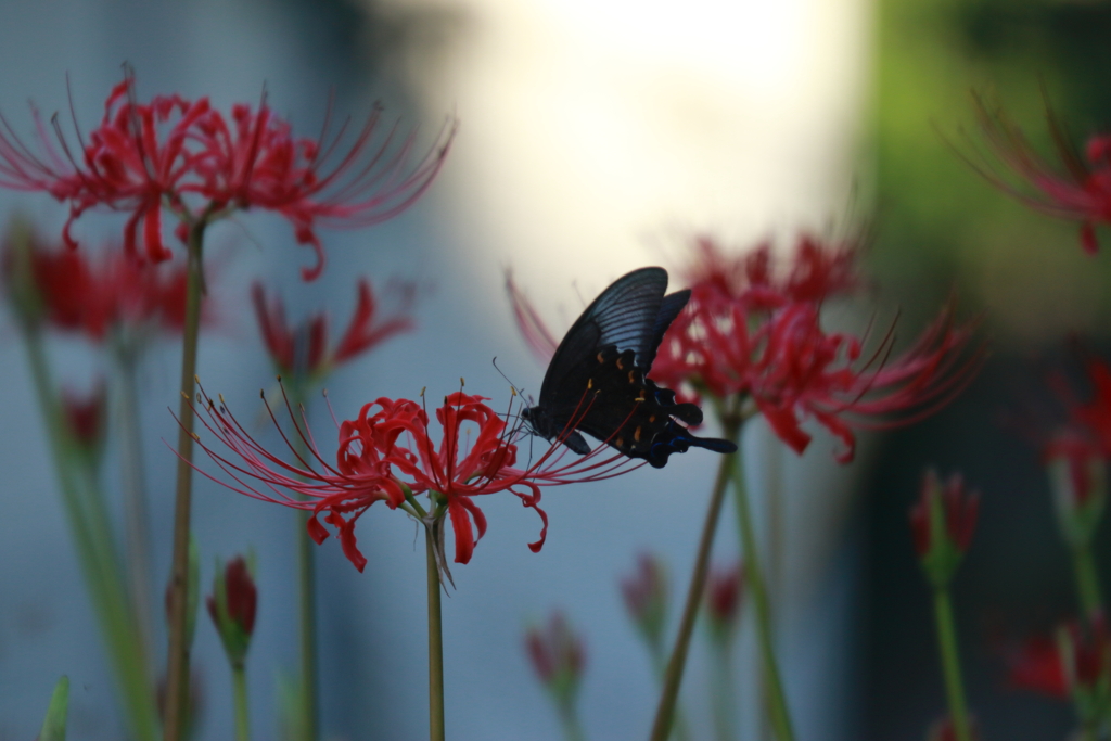 旬の花　弐