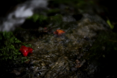 雨風に散りし花　参