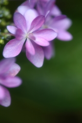 梅雨の晴れ間Ⅱ